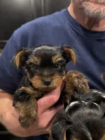 Boy 1, a male Yorkshire Terrier for sale in Melissa, TX – 2 of 4