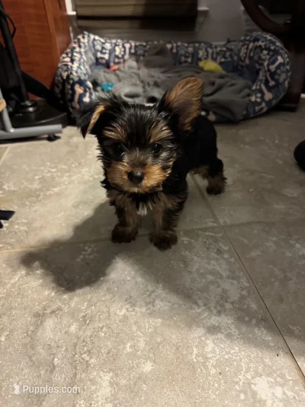 Boy 1 – Yorkshire Terrier puppy for sale in Melissa, TX