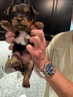 Boy 1, a male Yorkshire Terrier for sale in Melissa, TX – 3 of 4
