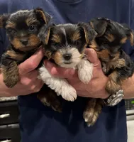 Boy 1, a male Yorkshire Terrier for sale in Melissa, TX – 4 of 4