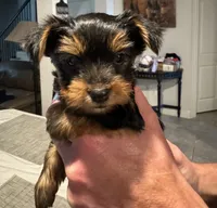 Boy 2, a male Yorkshire Terrier for sale in Melissa, TX – 1 of 3