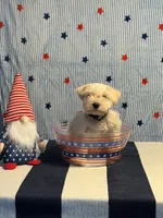 Puppy 1, a male Miniature Schnauzer for sale in Brighton, TN – 2 of 2
