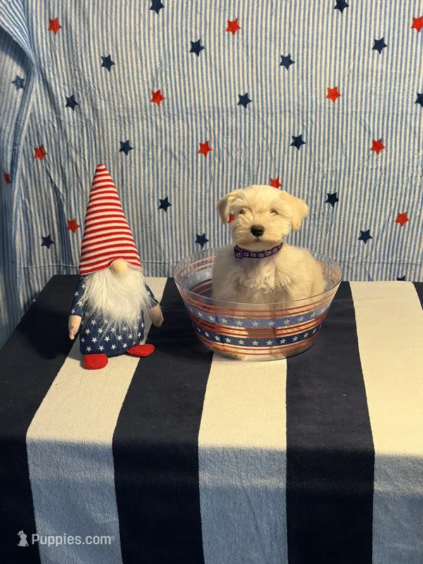 Snowflake – Miniature Schnauzer puppy for sale in Brighton, TN