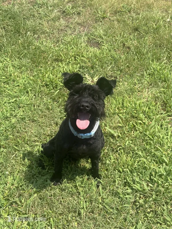 Wizard – Miniature Schnauzer puppy for sale in Brighton, TN