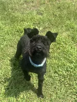 Wizard, a male Miniature Schnauzer for sale in Brighton, TN – 3 of 5