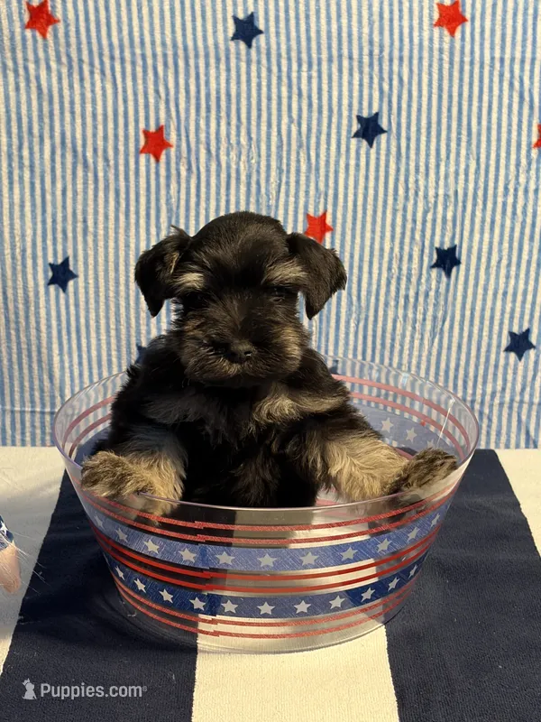 Puppy 3 – Miniature Schnauzer puppy for sale in Brighton, TN