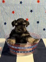 Puppy 3, a male Miniature Schnauzer for sale in Brighton, TN – 1 of 2