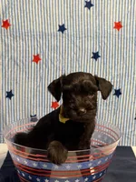 Puppy 5, a male Miniature Schnauzer for sale in Brighton, TN – 2 of 2