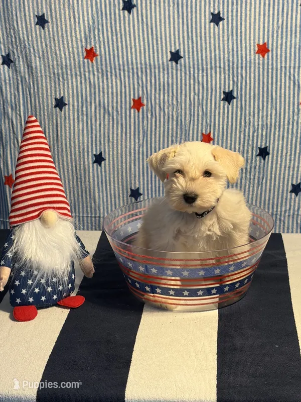 Puppy 1 – Miniature Schnauzer puppy for sale in Brighton, TN