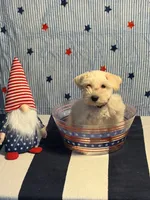Puppy 1, a male Miniature Schnauzer for sale in Brighton, TN – 1 of 2