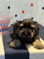 Puppy 3, a male Miniature Schnauzer for sale in Brighton, TN – 2 of 2