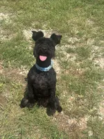 Wizard, a male Miniature Schnauzer for sale in Brighton, TN – 4 of 5