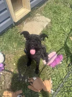 Wizard, a male Miniature Schnauzer for sale in Brighton, TN – 2 of 5
