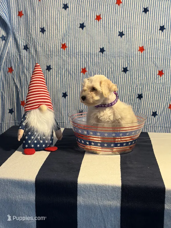Puppy 2 – Miniature Schnauzer puppy for sale in Brighton, TN