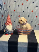 Puppy 2, a female Miniature Schnauzer for sale in Brighton, TN – 1 of 2