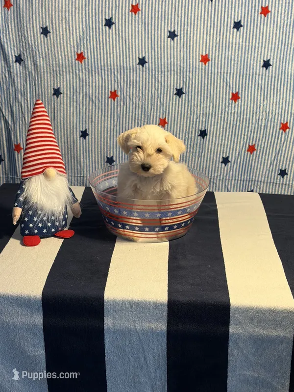 Puppy 4 – Miniature Schnauzer puppy for sale in Brighton, TN