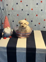 Puppy 4, a female Miniature Schnauzer for sale in Brighton, TN – 1 of 1