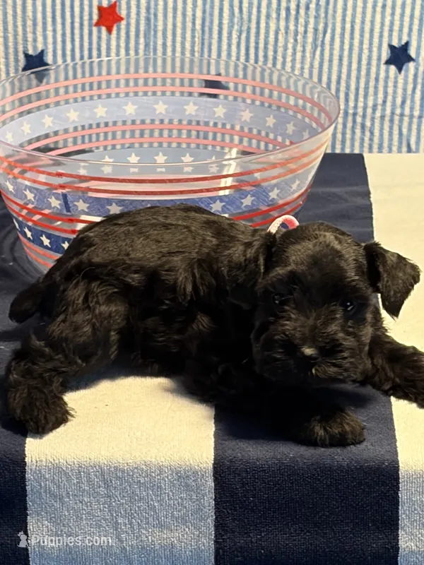 Mystique  – Miniature Schnauzer puppy for sale in Brighton, TN