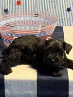 Mystique , a female Miniature Schnauzer for sale in Brighton, TN – 1 of 2