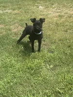 Wizard, a male Miniature Schnauzer for sale in Brighton, TN – 5 of 5