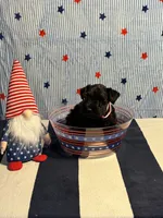Mystique , a female Miniature Schnauzer for sale in Brighton, TN – 2 of 2