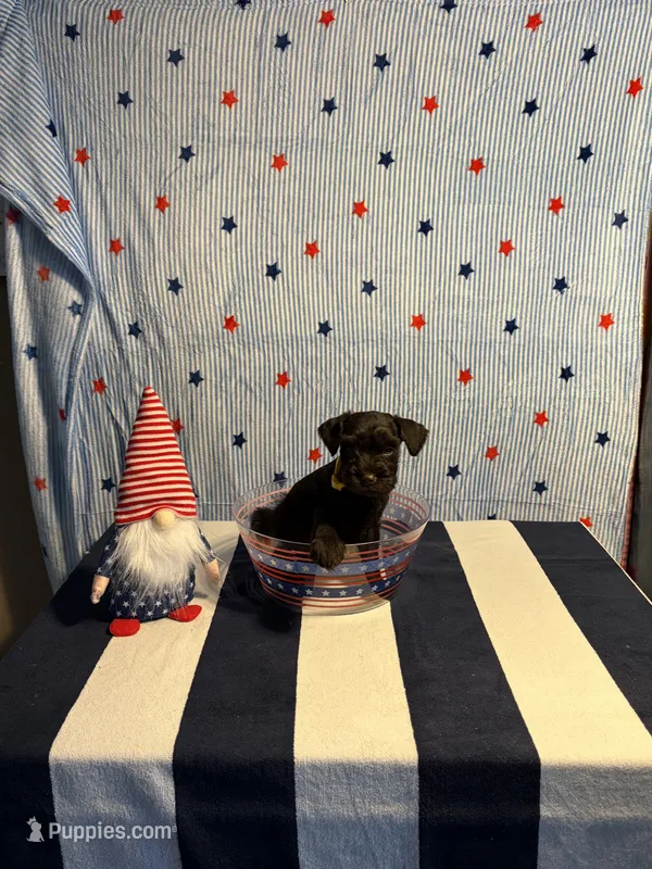 Puppy 5 – Miniature Schnauzer puppy for sale in Brighton, TN