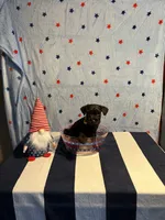 Puppy 5, a male Miniature Schnauzer for sale in Brighton, TN – 1 of 2
