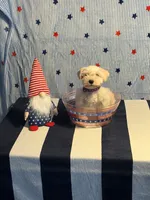 Puppy 2, a female Miniature Schnauzer for sale in Brighton, TN – 2 of 2