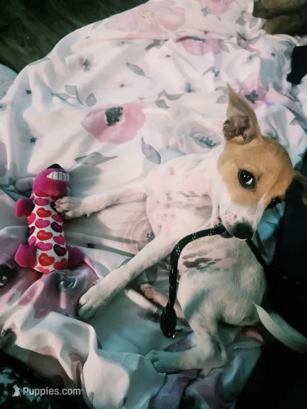 Gina – Jack Russell Terrier puppy for sale in Omaha, NE