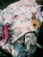 Gina, a female Jack Russell Terrier for sale in Omaha, NE – 1 of 2