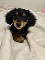 AKC Male, a male Miniature Dachshund for sale in Yuma, AZ – 3 of 10