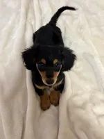 AKC Male, a male Miniature Dachshund for sale in Yuma, AZ – 8 of 10