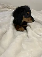 AKC Male, a male Miniature Dachshund for sale in Yuma, AZ – 5 of 10