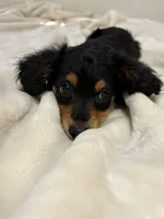 AKC Male, a male Miniature Dachshund for sale in Yuma, AZ – 1 of 10
