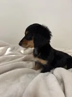 AKC Male, a male Miniature Dachshund for sale in Yuma, AZ – 9 of 10