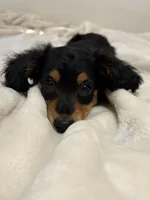 AKC Male, a male Miniature Dachshund for sale in Yuma, AZ – 7 of 10