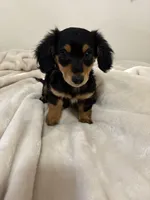 AKC Male, a male Miniature Dachshund for sale in Yuma, AZ – 2 of 10