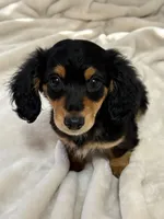 AKC Male, a male Miniature Dachshund for sale in Yuma, AZ – 6 of 10
