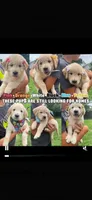 White , a female English Cream Golden Retriever for sale in Branson, MO – 2 of 2