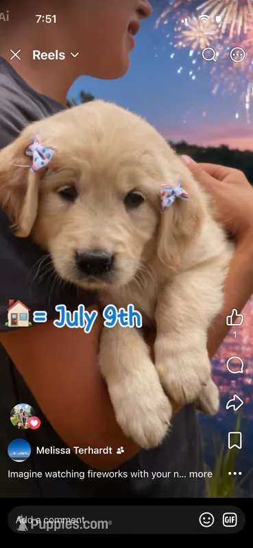 White  – English Cream Golden Retriever puppy for sale in Branson, MO