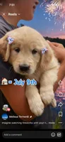 White , a female English Cream Golden Retriever for sale in Branson, MO – 1 of 2