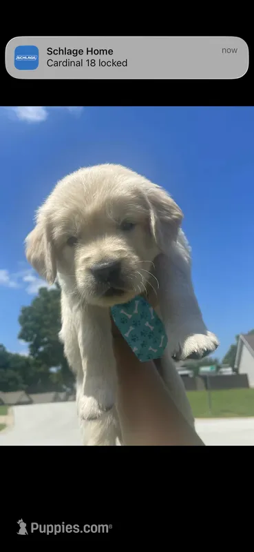 Blue  – English Cream Golden Retriever puppy for sale in Branson, MO