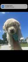 Blue , a male English Cream Golden Retriever for sale in Branson, MO – 1 of 1
