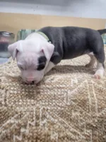 Blanca , a female American Staffordshire Terrier for sale in Cedar Hills, UT – Photo 7 of 10