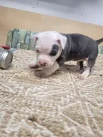 Blanca , a female American Staffordshire Terrier for sale in Cedar Hills, UT – Photo 6 of 10