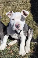 Blanca , a female American Staffordshire Terrier for sale in Cedar Hills, UT – Photo 1 of 10