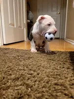 Blanca , a female American Staffordshire Terrier for sale in Cedar Hills, UT – Photo 10 of 10