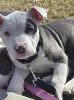 Blanca , a female American Staffordshire Terrier for sale in Cedar Hills, UT – Photo 2 of 10