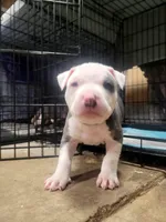 Blanca , a female American Staffordshire Terrier for sale in Cedar Hills, UT – Photo 9 of 10