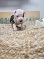 Blanca , a female American Staffordshire Terrier for sale in Cedar Hills, UT – Photo 5 of 10